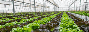 Row of plants inside a nursery